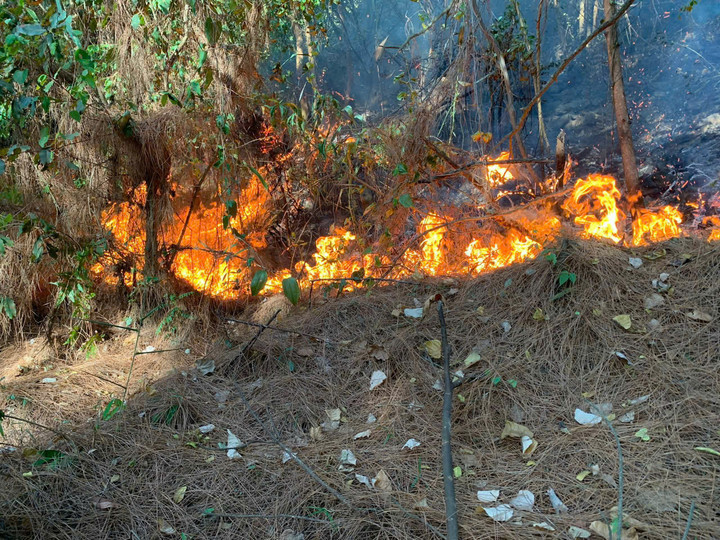 Rừng bạch đàn ở thôn Vĩnh Sơn cháy liên tục từ đầu giờ chiều 9/8 đến sáng nay (10/8). Ảnh: S.B