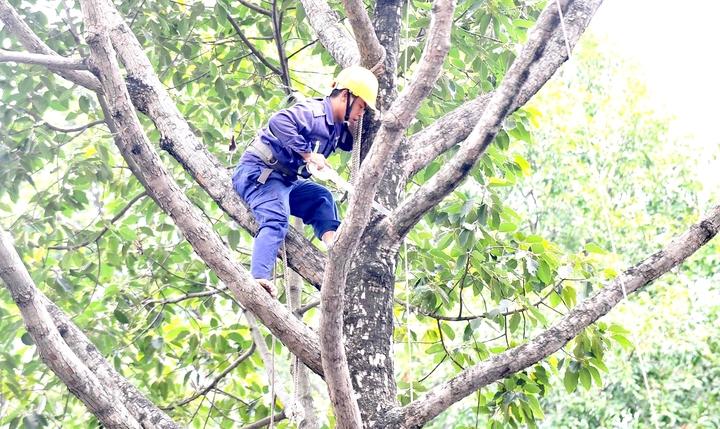 TP.HCM sẽ dùng nhiều biện pháp ngăn chặn rủi ro từ cây xanh. (Ảnh: B.L)