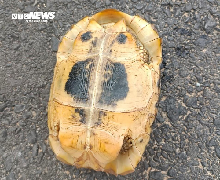 Rùa núi vàng nặng 0,4kg được người dân phát hiện. (Ảnh: CTV)