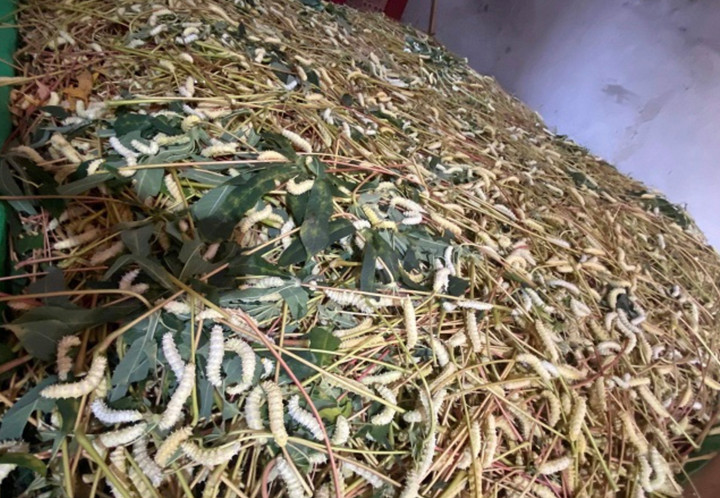Tằm lá sắn. (Ảnh: NVCC)
