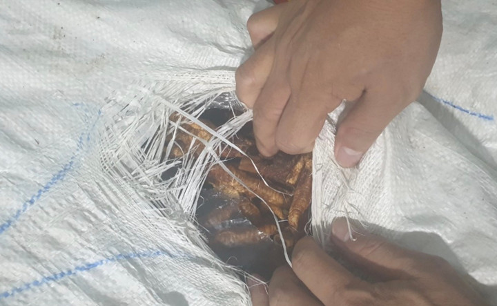 Chân gà đã qua chế biến đang chảy nước và bốc mùi hôi thối.