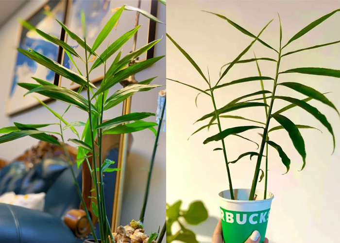 Bạn chỉ cần vài tuần là có chậu cảnh thế này. (Ảnh: Toutitao)