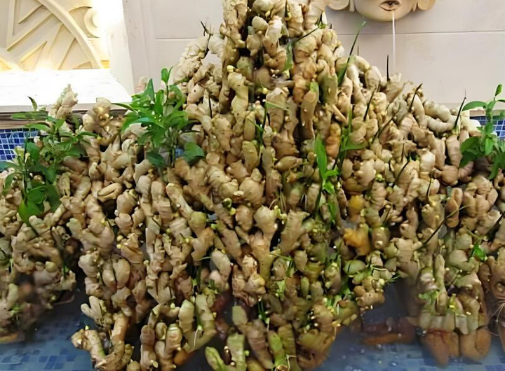 Chậu gừng khổng lồ của cô Trương. (Ảnh: Toutitao)