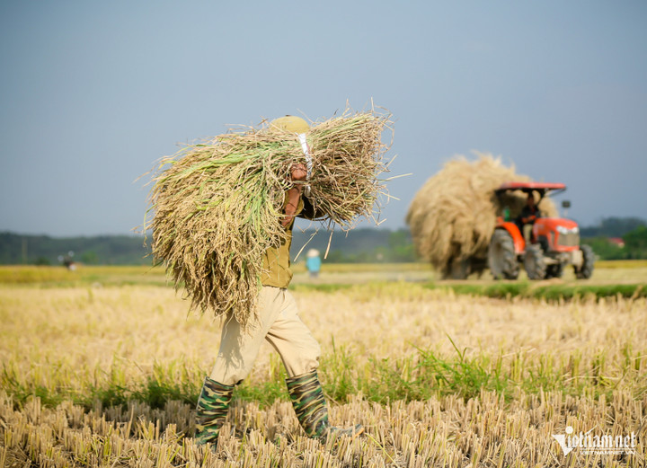 ĐBSCL đang thí điểm đề án 1 triệu ha lúa chuyên canh chất lượng cao và giảm phát thải. (Ảnh: Hồ Hải)