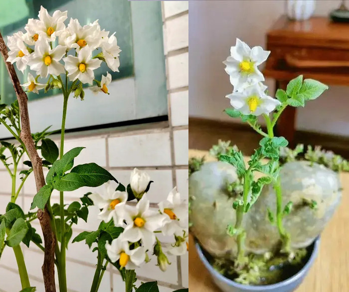 Ngoài hoa tím, bạn có thể đón nhận những bông hoa màu trắng.