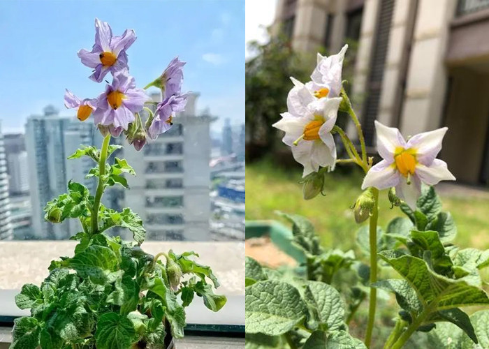 Hoa khoai tây có thời gian nở dài nếu bạn biết chăm sóc.