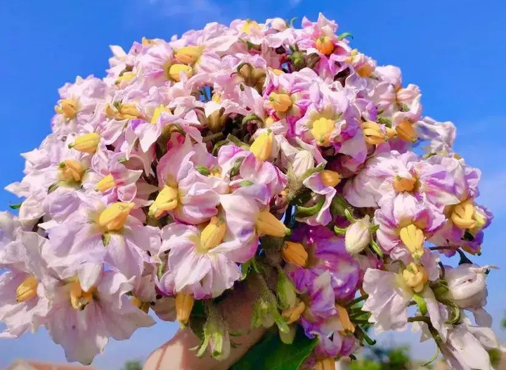 Nếu trồng nhiều, bạn có thể kết hoa khoai tây thành cả bó đẹp mắt.