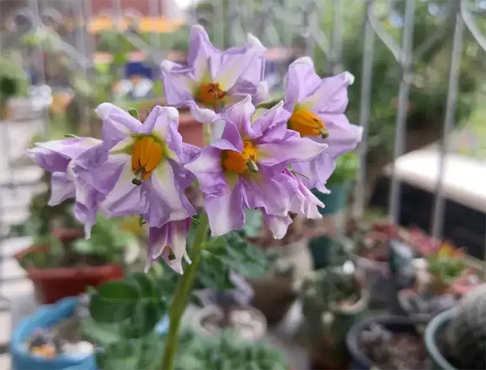 Hoa khoai tây có màu tím và hương thơm dịu nhẹ. (Ảnh: Sohu)