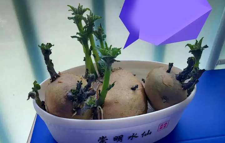 Hình ảnh củ khoai tây khi phát triển thân lá. (Ảnh: Sohu)