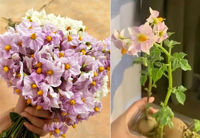 Một bó hoa lộng lẫy được kết từ khoai tây tự trồng.