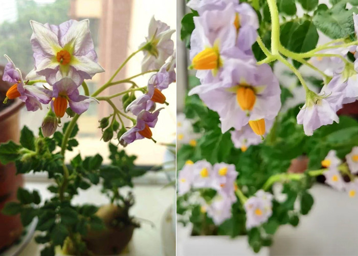 Hầu hết chị em văn phòng đều bất ngờ với vẻ đẹp lãng mạn của hoa khoai tây.