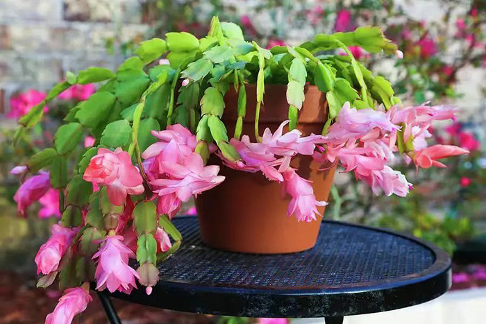 Lan càng cua - loại cây càng lười chăm sóc càng ra hoa kín cành. (Ảnh: Sohu)