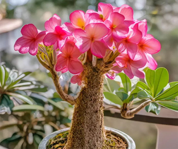 Hoa sứ. (Ảnh: Sohu)