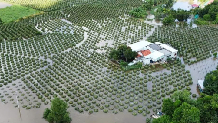 Ngôi nhà và vườn thanh long chìm trong biển nước (Ảnh: TT)