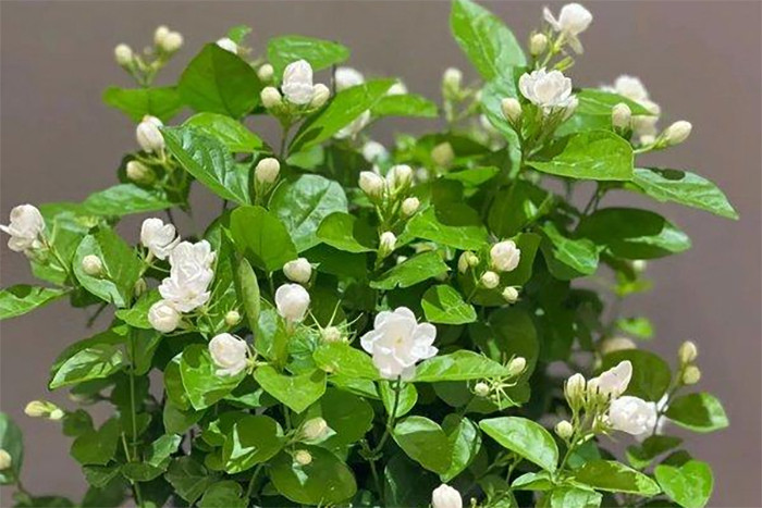 Hoa nhài có màu trắng và hương thơm tinh khiết. (Ảnh: Sohu)