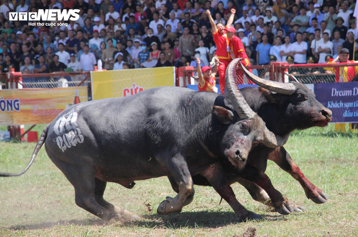 Ngày 9/8 Âm lịch (11/9 Dương lịch) sắp tới, Lễ hội chọi trâu truyền thống Đồ Sơn 2024 diễn ra tại Sân vận động trung tâm quận Đồ Sơn (Hải Phòng) với sự tham gia của 16 “ông trâu”, đại diện cho các phường thuộc quận Đồ Sơn.