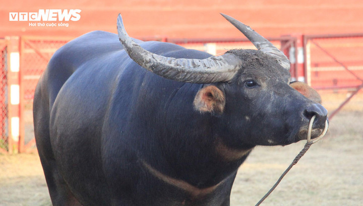 Trâu số 8 có đặc điểm: Đuôi trai, móng sò, 2 khoang, 2 khoáy, lông da đen, mắt đỏ.