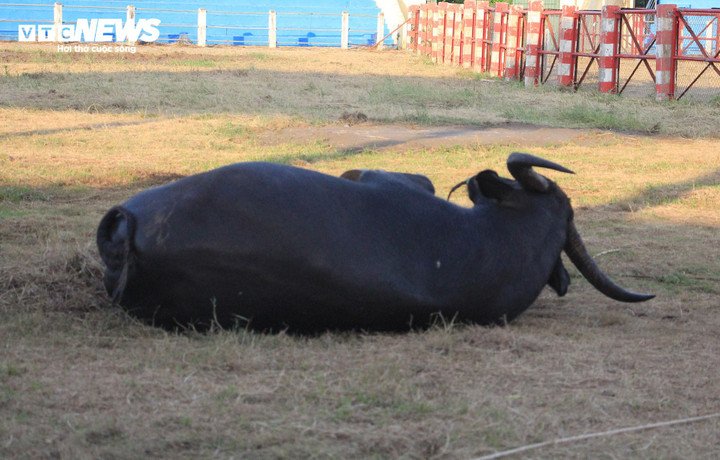 Trâu số 4 có đặc điểm: Đuôi trai, móng sò, 2 khoang, 4 khoáy, lông da đen, mắt đỏ.
