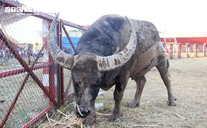 Với trâu số 13, thuộc phường Hợp Đức, chủ trâu là ông Trần Thanh Liêm. Trâu được mua về từ tỉnh Hải Dương từ tháng 10/2023. Trâu số 13 có chiều dài 2,3m, cao 1,54m; vòng ngực rộng 2,4m; sừng có chiều cao 0,45m, rộng 0,7m.