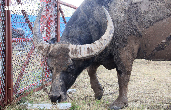 Trâu số 13 có đặc điểm: Đuôi sam, móng bát, 2 khoang, 7 khoáy, lông da đen, mắt đen.