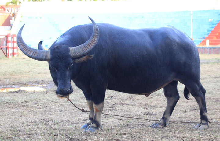 Lễ hội chọi trâu năm nay, phường Vạn Hương có 3 trâu chọi, trong đó trâu số 15 của ông Lưu Đình Nam được mua về từ tỉnh Nghệ An từ tháng 10/2023.
