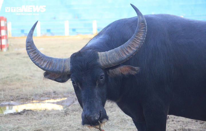 Trâu số 15 có chiều dài 2,25m, cao 1,43m; vòng ngực rộng 2,28m; chiều cao sừng 0,42m, rộng 0,8m. Trâu số 15 có đặc điểm: Đuôi trai, móng sò, 1 khoang 5 khoáy, lông da đen, mắt đỏ.