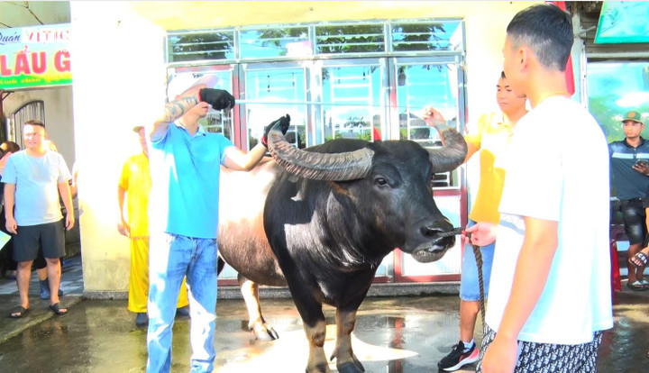 Chủ tịch UBND các phường chịu trách nhiệm nếu trâu của phường mình có biểu hiện gây mất an toàn nhưng vẫn đăng ký tham gia lễ hội.