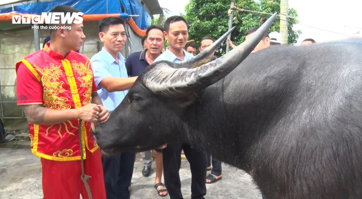Sau thời gian kiểm tra, đánh giá, Ban tổ chức cũng hoàn thiện đầy đủ lai lịch, đặc điểm của 16 “ông trâu” tham gia lễ hội năm nay.