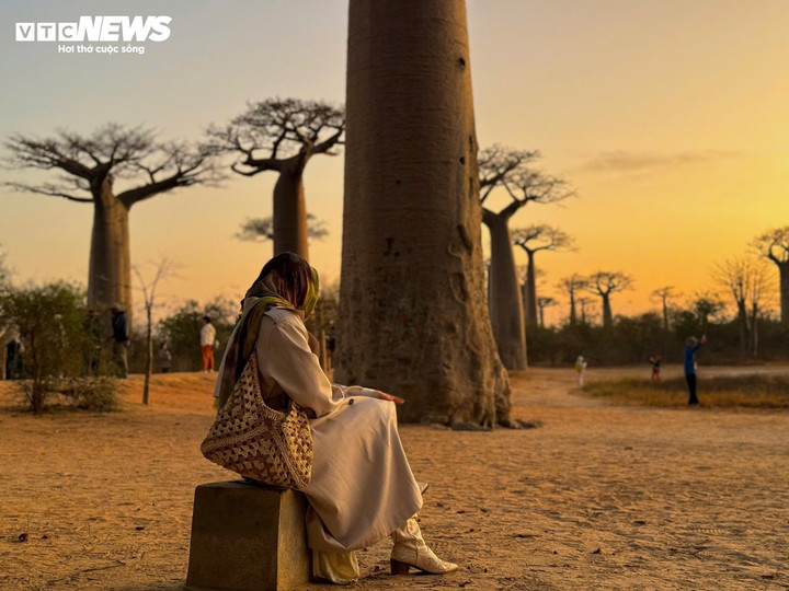 Madagascar là hòn đảo lớn thứ tư trên thế giới, nổi tiếng với hệ sinh thái đa dạng và cảnh quan thiên nhiên hoang sơ. Khoảng 90% loài động thực vật trên đảo này không thể tìm thấy ở bất kỳ nơi nào khác. Du lịch Madagascar không chỉ mang đến cơ hội khám phá thiên nhiên hoang dã và độc đáo mà còn là dịp để trải nghiệm văn hóa đa dạng và phong phú. Đại lộ cây Baobab là một trong những biểu tượng của sự kỳ vĩ và bí ẩn của hòn đảo này, là điểm đến không thể bỏ qua cho bất kỳ ai muốn tìm kiếm vẻ đẹp thuần khiết và nguyên sơ của thiên nhiên.