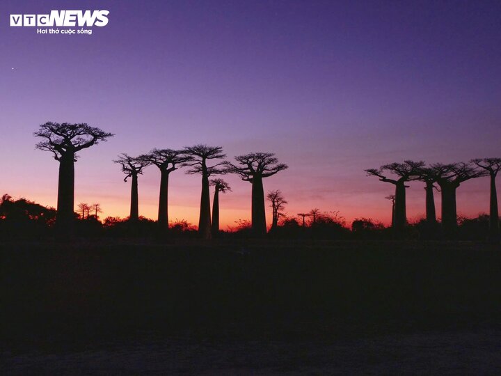 Đại lộ cây Baobab đặc biệt đẹp vào lúc hoàng hôn, khi ánh nắng chiều tà chiếu rọi lên những thân cây khổng lồ, tạo nên khung cảnh hùng vĩ và thơ mộng.