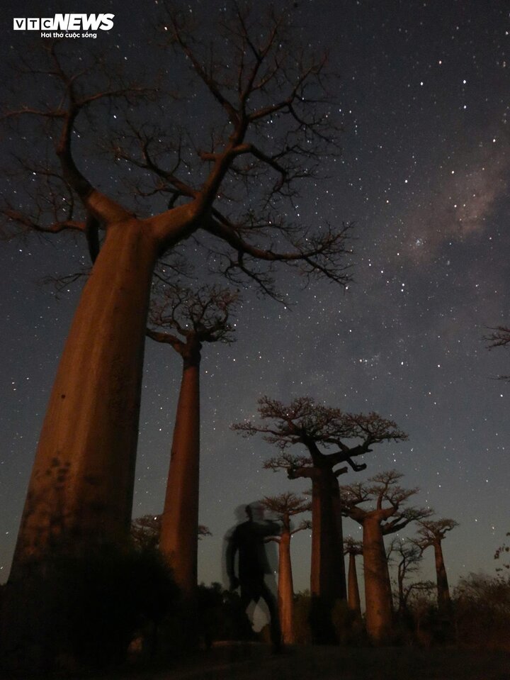 Chính vì vậy, việc bảo tồn đại lộ cây Baobab và hệ sinh thái xung quanh là điều rất quan trọng. Nhiều tổ chức quốc tế và địa phương đã và đang nỗ lực bảo vệ, duy trì những cây Baobab này cho các thế hệ tương lai.