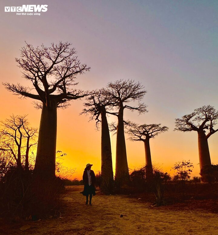 Đại lộ cây Baobab hùng vĩ nằm ở phía tây đảo, gần thị trấn Morondava. Đây là con đường đất dài khoảng 260m, hai bên là những cây Baobab khổng lồ, có tuổi thọ hàng trăm năm. Vào cuối tháng 8 vừa qua, nhóm du khách người Việt mê khám phá đã đặt chân tới đây. Họ chia sẻ với Báo điện tử VTC News những hình ảnh cực kỳ ấn tượng về loài cây hùng vĩ này.