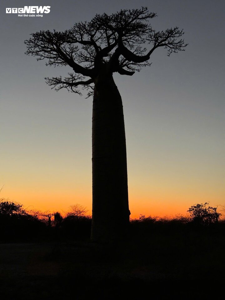 Cây Baobab còn được gọi là "cây lộn ngược" vì khi những chiếc lá cuối cùng rụng xuống, những cành cây trơ ra tua tủa như bộ rễ khổng lồ vươn lên trời xanh.