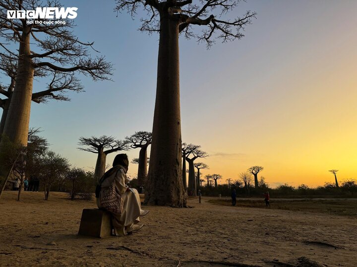 Loài cây này là biểu tượng của Madagascar, là nguồn cảm hứng cho nhiều câu chuyện và huyền thoại địa phương. Theo một truyền thuyết nổi tiếng của người châu Phi, trước đây, Baobab được tạo ra với hình dáng xinh đẹp, có hoa và lá xanh tươi. Do quá tự hào về vẻ đẹp của mình, chúng đi khoe khoang với rất nhiều loài cây khác. Để kiềm chế điều này, Chúa quyết định lộn ngược chúng xuống nhằm che giấu đi phần nào vẻ đẹp đó.