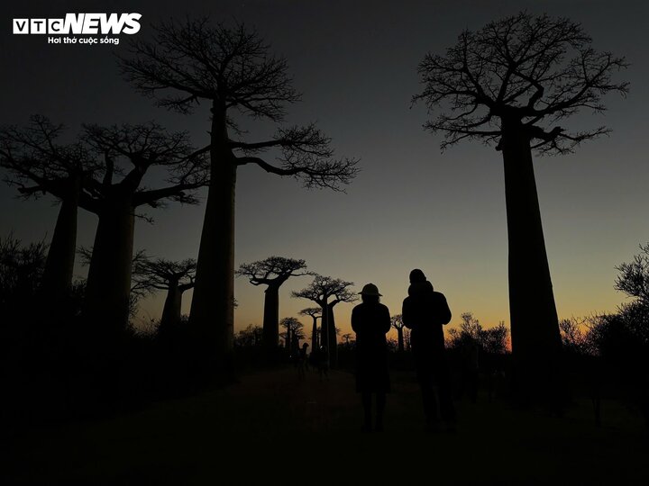 Lại có truyền thuyết khác cho rằng khi Chúa tạo ra những hàng cây Baobab, chúng không chịu đứng yên như các loài cây khác mà lại tiếp tục chạy đi. Để quản lý loài cây này, Chúa quyết định lộn ngược chúng xuống, ngọn cắm xuống đất, rễ lộn lên trời.