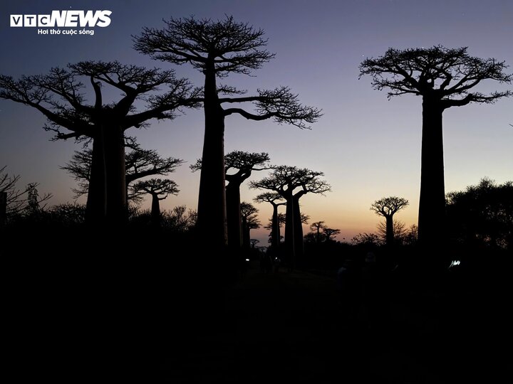 Ngày nay, cây Baobab được coi như hình ảnh đại diện của Madagascar. Loài cây to lớn này tượng trưng cho sự vươn lên không ngừng của mảnh đất châu Phi khô cằn, khắc nghiệt. Du khách khi đến đây thường thích thú tạo dáng chụp ảnh bên những hàng cây nổi tiếng nay.