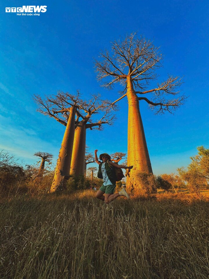 Ở Bostwana (quốc gia thuộc khu vực Nam Phi), những cư dân sống trong rừng tin rằng hoa của cây Baobab là nơi trú ẩn của các linh hồn. Người hái hoa sẽ bị sư tử ăn thịt.