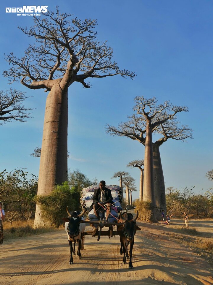 Những cây Baobab trên con đường này có chiều cao khoảng 30m và chu vi thân cây có thể lên đến 11m. Đi dạo trên Đại lộ cây Baobab, du khách như lạc vào một thế giới cổ tích với những cây cổ thụ khổng lồ và không gian tĩnh lặng.