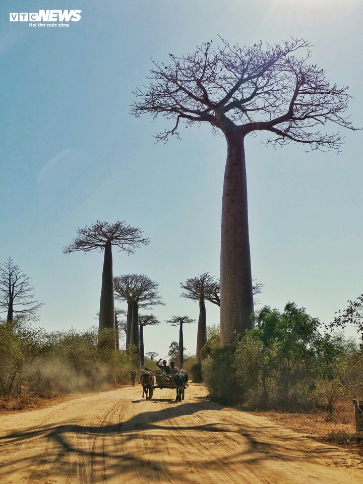 Cây Baobab không chỉ là biểu tượng của vẻ đẹp thiên nhiên mà còn là một phần quan trọng, đem lại nhiều giá trị sử dụng cho đời sống của người dân địa phương