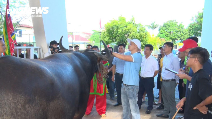 Theo Ban tổ chức, đến thời điểm này, các công việc chuẩn bị cho lễ hội đang được các đơn vị, phòng ban và chính quyền địa phương gấp rút hoàn thiện, trong đó có việc kiểm tra, đo đếm các thông tin về 16 “ông trâu” chính thức nghinh chiến trong các kháp đấu năm nay.