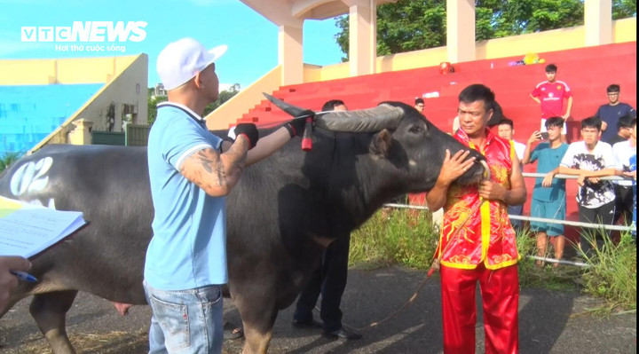 Ban tổ chức Lễ hội quận Đồ Sơn tổ chức 3 đợt kiểm tra trâu tham gia lễ hội nhằm đánh giá chất lượng, mức độ an toàn của trâu chọi theo tiêu chí trong Quy chế tổ chức lễ hội. Phường có trâu không đủ tiêu chí tham gia phải có phương án thay thế nhằm đảm bảo đủ số lượng, chất lượng trâu tham gia lễ hội.