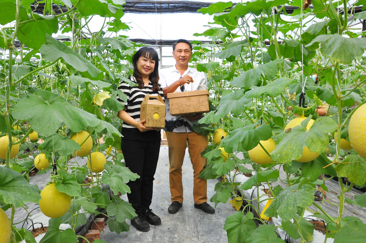 Mô hình trồng dưa lưới trong nhà màn của Hoàng Xuân farm tại phường An Tịnh, thị xã Trảng Bàng, tỉnh Tây Ninh. (Ảnh: Phúc Nguyên)