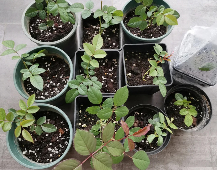 Sau khoảng 45 ngày cây sẽ dần lớn và phát triển. (Ảnh: Toutitao)