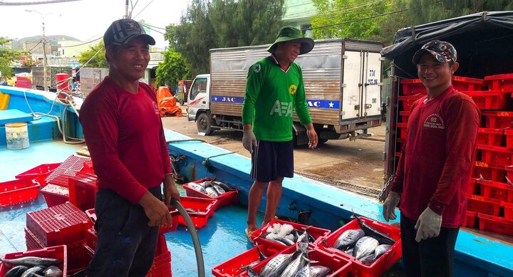 Những ngày qua, cảng cá Quy Nhơn (Bình Định) trở nên nhộn nhịp khi có nhiều tàu cập bến sau chuyến hành trình đánh bắt dài ngày. Trên cabin tàu, các ngư dân hối hả đưa cá từ hầm bảo quản lên xe, bán cho thương lái.