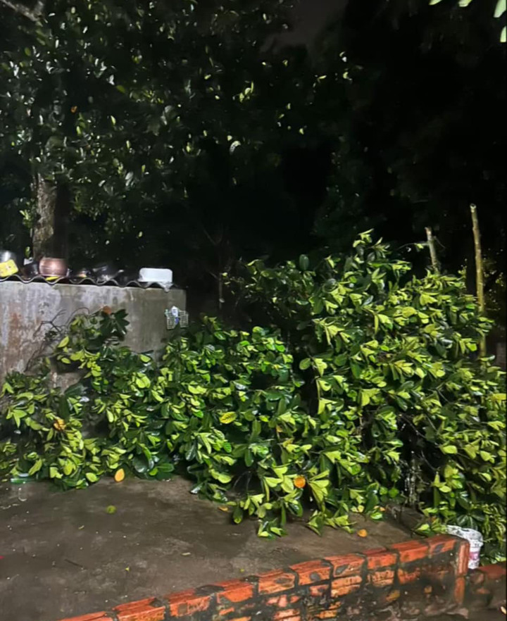 Mưa dông kèm gió mạnh khiến cây trồng tại xã Thanh Mỹ, thị xã Sơn Tây gãy đỗ.