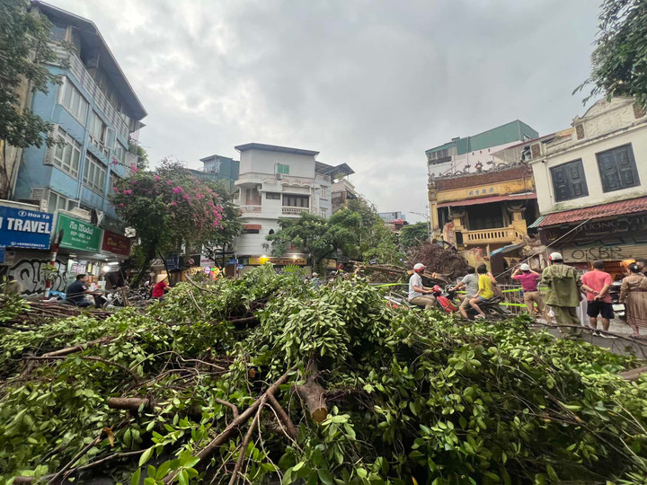 Cây bị đổ thuộc rễ chùm, có tuổi đời cả trăm năm.
