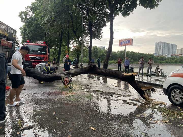 Cây đổ đè trúng người trên phố Nguyễn Hữu Thọ, Hà Nội.