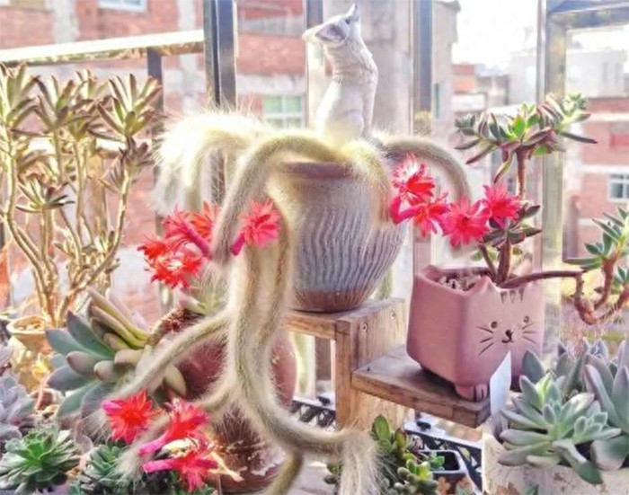 Một cây cáo chín đuôi có thế mềm mại uyển chuyển rất đẹp mắt. (Ảnh: Toutitao)