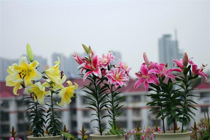 Nếu chăm sóc tốt, sau hơn 2 tháng, bạn sẽ được ngắm hoa đẹp. (Ảnh: Sohu)