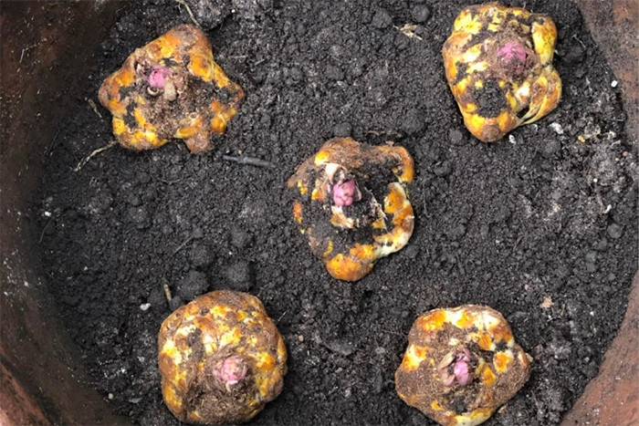 Cách ươm củ hoa ly. (Ảnh: Sohu)